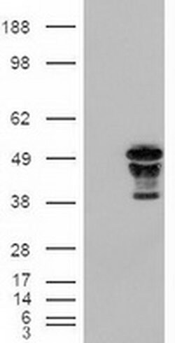 FOXA2 Mouse anti-Human, Clone: OTI3C10, liquid, TrueMAB 100 &mu;L; Unconjugated:Antibodies,