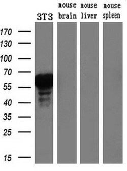 FOXA2 Mouse anti-Human, Clone: OTI3C10, lyophilized, TrueMAB 100 &mu;g;
