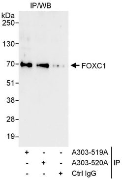 FOXC1 Rabbit anti-Human, Polyclonal, Bethyl Laboratories 100 &mu;L; Unconjugated:Antibodies,