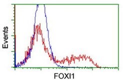 FOXI1 Monoclonal Antibody (OTI2C1), TrueMAB , OriGene 100 &mu;L; Unconjugated:Antibodies,