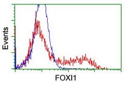 FOXI1 Mouse anti-Human, Clone: OTI5D3, lyophilized, TrueMAB 100 &mu;g;