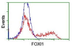 FOXI1 Monoclonal Antibody (OTI2H5), TrueMAB , OriGene 100 &mu;L; Unconjugated:Antibodies,