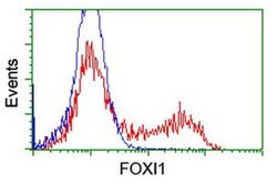 FOXI1 Mouse anti-Human, Clone: OTI1D4, TrueMAB , Origene 30 &mu;L; Unconjugated:Antibodies,