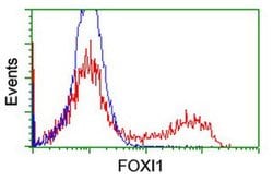 FOXI1 Monoclonal Antibody (OTI2G6), TrueMAB , OriGene 100 &mu;L; Unconjugated:Antibodies,