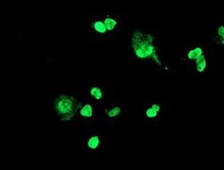 FOXI1 Monoclonal Antibody (OTI2C1), TrueMAB , OriGene:Antibodies:Primary