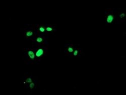FOXI1 Monoclonal Antibody (OTI7G9), TrueMAB , OriGene 100 &mu;L; Unconjugated:Antibodies,