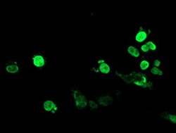 FOXI1 Mouse anti-Human, Clone: OTI5D3, lyophilized, TrueMAB 100 &mu;g;