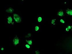 FOXI1 Monoclonal Antibody (OTI2G6), TrueMAB , OriGene 100 &mu;L; Unconjugated:Antibodies,