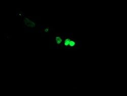 FOXI1 Mouse anti-Human, Clone: OTI1H9, lyophilized, TrueMAB 100 &mu;g;