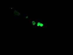 FOXI1 Monoclonal Antibody (OTI1H9), TrueMAB , OriGene 100 &mu;L; Unconjugated:Antibodies,