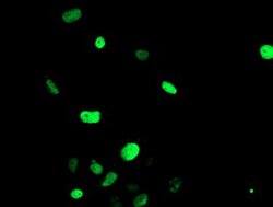 FOXI1 Mouse anti-Human, Clone: OTI4F5, lyophilized, TrueMAB 100 &mu;g;