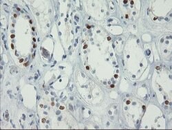 FOXI1 Monoclonal Antibody (OTI2C1), TrueMAB , OriGene 100 &mu;L; Unconjugated:Antibodies,