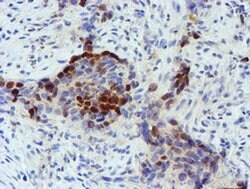 FOXI1 Monoclonal Antibody (OTI2H5), TrueMAB , OriGene 100 &mu;L; Unconjugated:Antibodies,