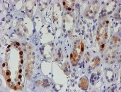 FOXI1 Monoclonal Antibody (OTI2H5), TrueMAB , OriGene 100 &mu;L; Unconjugated:Antibodies,