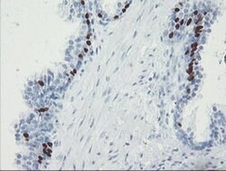 FOXI1 Mouse anti-Human, Clone: OTI1D4, TrueMAB , Origene 30 &mu;L; Unconjugated:Antibodies,