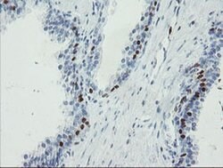 FOXI1 Monoclonal Antibody (OTI2G6), TrueMAB , OriGene 100 &mu;L; Unconjugated:Antibodies,