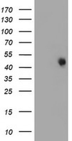 FOXI1 Monoclonal Antibody (OTI2C1), TrueMAB , OriGene:Antibodies:Primary