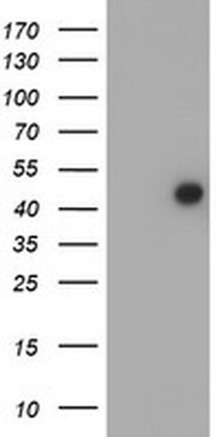 FOXI1 Monoclonal Antibody (OTI2G7), TrueMAB , OriGene 100 &mu;L | Buy Online | Origene Technologies | Fisher Scientific