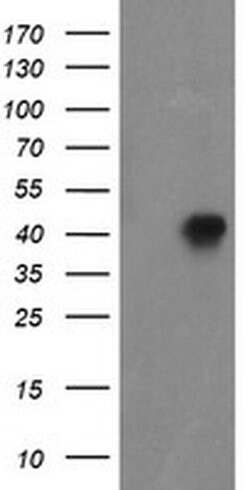 FOXI1 Monoclonal Antibody (OTI2H5), TrueMAB , OriGene 100 &mu;L; Unconjugated:Antibodies,