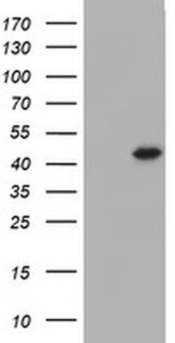 FOXI1 Monoclonal Antibody (OTI1H9), TrueMAB , OriGene 100 &mu;L; Unconjugated:Antibodies,
