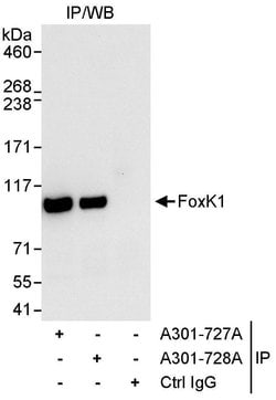 FOXK1 Rabbit anti-Human, Polyclonal, Bethyl Laboratories 100 &mu;L; Unconjugated:Antibodies,