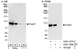 FOXK1 Rabbit anti-Human, Mouse, Polyclonal, Bethyl Laboratories 100 &mu;l;