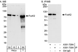 FOXK2 Rabbit anti-Human, Polyclonal, Bethyl Laboratories 100 &mu;L; Unconjugated:Antibodies,