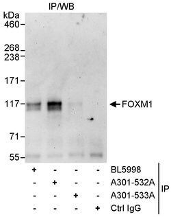 FOXM1 Rabbit anti-Human, Polyclonal, Bethyl Laboratories 10 &mu;L; Unconjugated:Antibodies,
