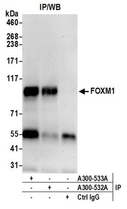 FOXM1 Rabbit anti-Human, Polyclonal, Bethyl Laboratories 100 &mu;L; Unconjugated:Antibodies,