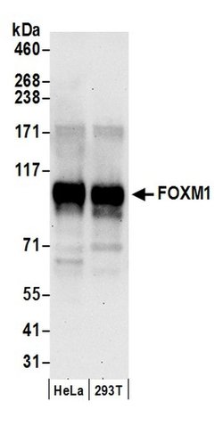 FOXM1 Rabbit anti-Human, Polyclonal, Bethyl Laboratories 100 &mu;L; Unconjugated:Antibodies,