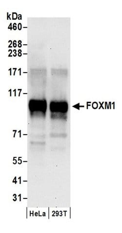 FOXM1 Polyclonal Antibody, Bethyl Laboratories 20 &mu;L; Unconjugated:Antibodies,