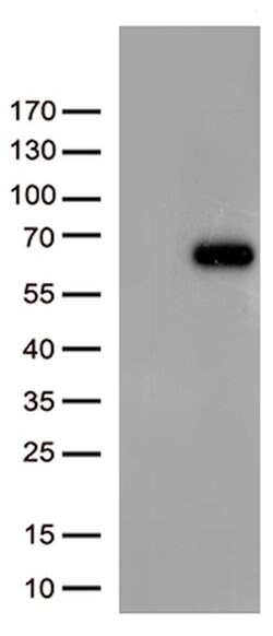 FOXN2 Mouse anti-Human, Clone: OTI7D12, lyophilized, TrueMAB 100 &mu;g;