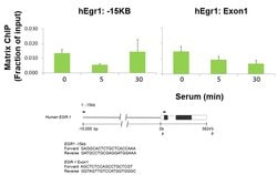 Invitrogen FOXO1 Monoclonal Antibody (3B6) 100 &mu;g; Unconjugated:Antibodies,