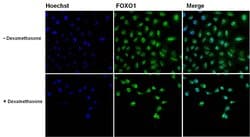 Invitrogen FOXO1 Monoclonal Antibody (3B6) 100 &mu;g; Unconjugated:Antibodies,