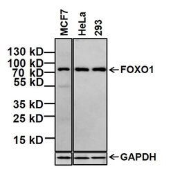 Invitrogen FOXO1 Monoclonal Antibody (3B6) 100 &mu;g; Unconjugated:Antibodies,