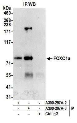 FOXO1a Rabbit anti-Human, Polyclonal, Bethyl Laboratories 100 &mu;L; Unconjugated:Antibodies,
