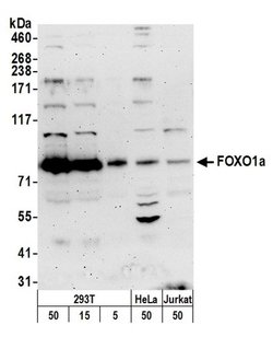 FOXO1a Rabbit anti-Human, Polyclonal, Bethyl Laboratories 100 &mu;L; Unconjugated:Antibodies,