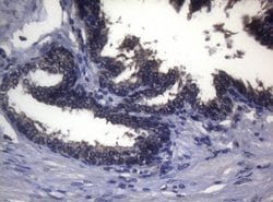 FOXO3 Monoclonal Antibody (OTI5F11), TrueMAB , OriGene 100 &mu;L; Unconjugated:Antibodies,