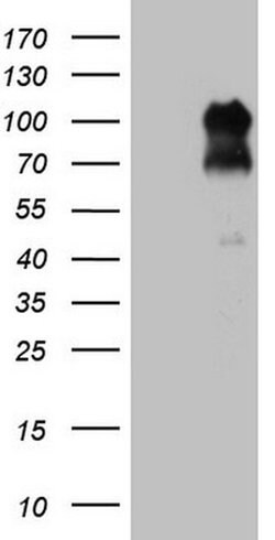 FOXO3 Monoclonal Antibody (OTI3E6), TrueMAB , OriGene 100 &mu;L; Unconjugated:Antibodies,
