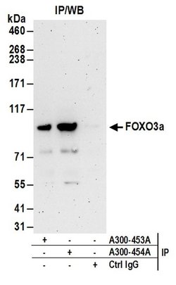 FOXO3a Rabbit anti-Human, Mouse, Polyclonal, Bethyl Laboratories 100 &mu;L;