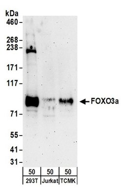 FOXO3a Rabbit anti-Human, Mouse, Polyclonal, Bethyl Laboratories 100 &mu;L;