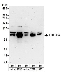 FOXO3a Rabbit anti-Human, Mouse, Polyclonal, Bethyl Laboratories 100 &mu;L;