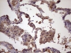 FOXO4 Mouse anti-Human, Clone: OTI1A4, lyophilized, TrueMAB 100 &mu;g;