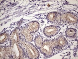 FOXO4 Mouse anti-Human, Clone: OTI1A4, lyophilized, TrueMAB 100 &mu;g;