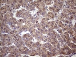 FOXO4 Mouse anti-Human, Clone: OTI1A4, lyophilized, TrueMAB 100 &mu;g;