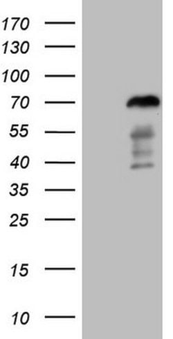 FOXO4 Mouse anti-Human, Clone: OTI8A8, lyophilized, TrueMAB 100 &mu;g;