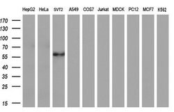 FOXO4 Mouse anti-Human, Clone: OTI8A8, lyophilized, TrueMAB 100 &mu;g;