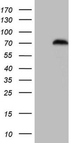 FOXO4 Mouse anti-Human, Clone: OTI5A5, lyophilized, TrueMAB 100 &mu;g;
