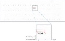 FOXP1 Mouse anti-Human, Clone: UMAB242, liquid, UltraMAB 100 &mu;L; Unconjugated:Antibodies,