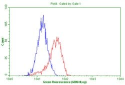 FOXP1 Mouse anti-Human, Clone: OTI3G3, lyophilized, TrueMAB 100 &mu;g;
